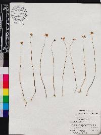 Utricularia juncea image