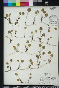 Centella asiatica image