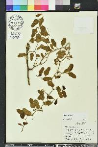 Smilax auriculata image