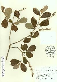 Clethra alnifolia image