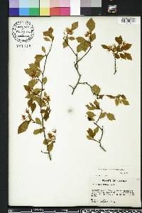 Crataegus pulcherrima image