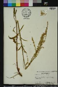 Rumex hastatulus image