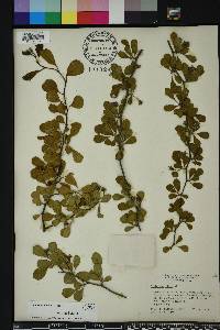 Crataegus michauxii image