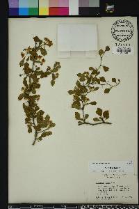 Crataegus michauxii image