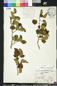 Crataegus viridis image