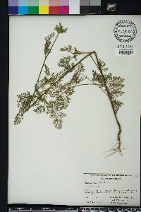 Daucus pusillus image