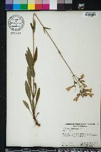 Penstemon laxiflorus image