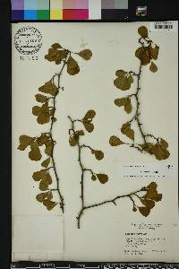 Crataegus michauxii image