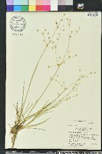 Juncus debilis image