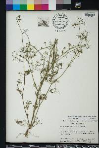 Cyclospermum leptophyllum image