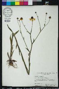 Helenium flexuosum image