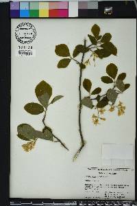 Styrax grandifolius image