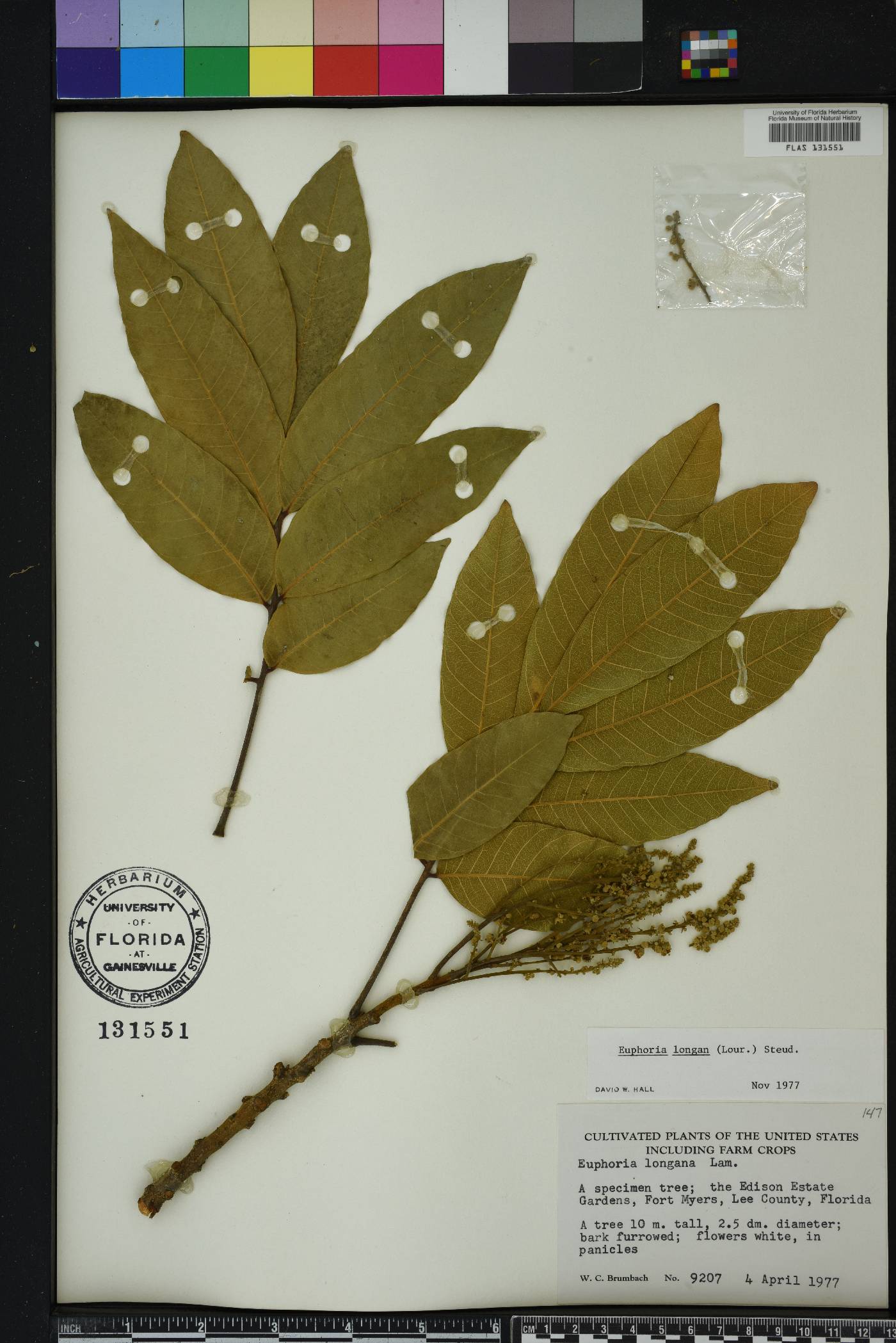 Dimocarpus longan image
