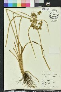 Cyperus distinctus image