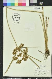 Cyperus distinctus image