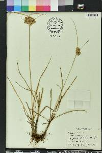 Cyperus surinamensis image