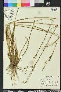 Juncus scirpoides image