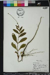 Verbena carnea image