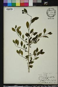 Ilex longipes image