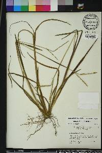 Paspalum laeve image