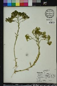 Polygala ramosa image