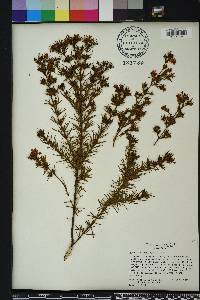 Hypericum fasciculatum image