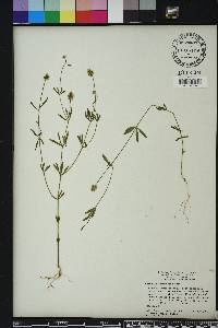 Polygala brevifolia image