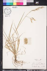 Bromus catharticus image