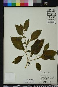 Solanum pseudogracile image