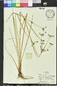 Rhynchospora nitens image