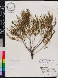 Baccharis angustifolia image