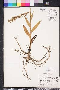 Habenaria repens image