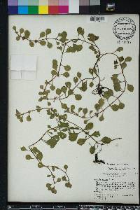 Ludwigia repens image