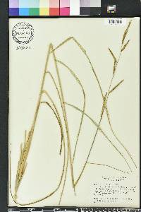 Spartina patens image