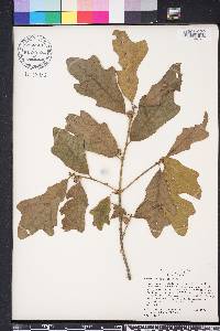 Quercus margarettae image