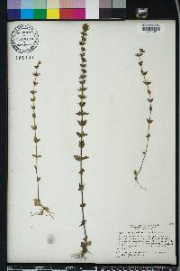 Sophronanthe pilosa image