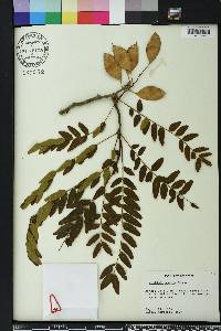 Gleditsia aquatica image