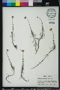 Sclerolepis uniflora image