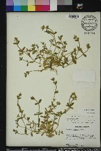 Cerastium glomeratum image