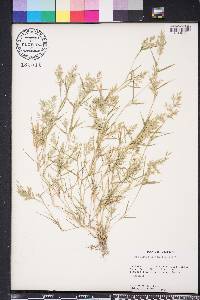 Eragrostis hypnoides image