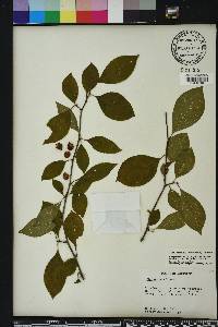 Ilex ambigua image