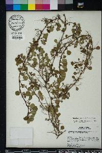 Ludwigia leptocarpa image