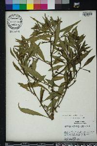 Ludwigia leptocarpa image