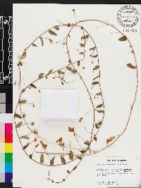Stylisma humistrata image