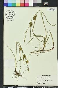 Carex louisianica image