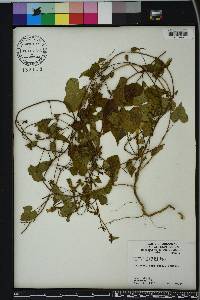 Ipomoea lacunosa image