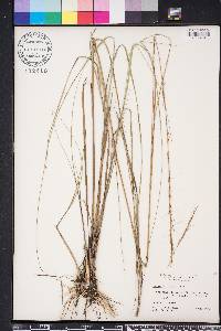 Aristida purpurascens var. virgata image