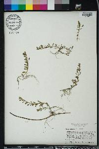 Bacopa monnieri image