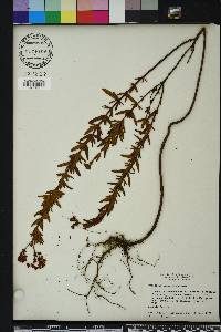 Hypericum cistifolium image