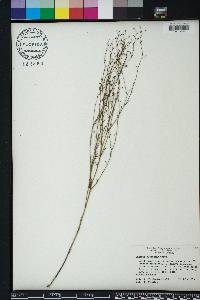 Linaria floridana image